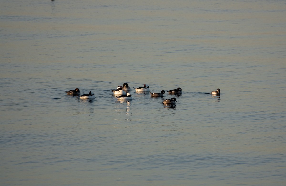 Bufflehead - ML138692761