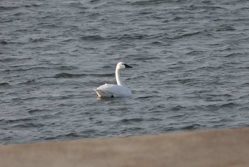 Tundra Swan - ML138693161