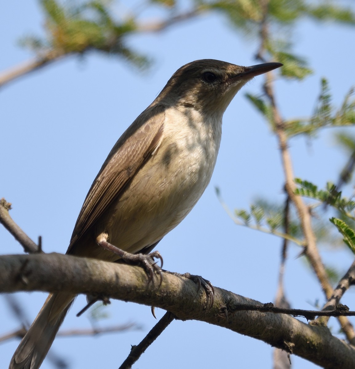 Clamorous Reed Warbler - ML138693281