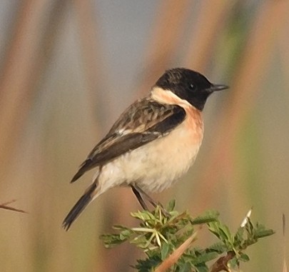 Siberian Stonechat - ML138693341