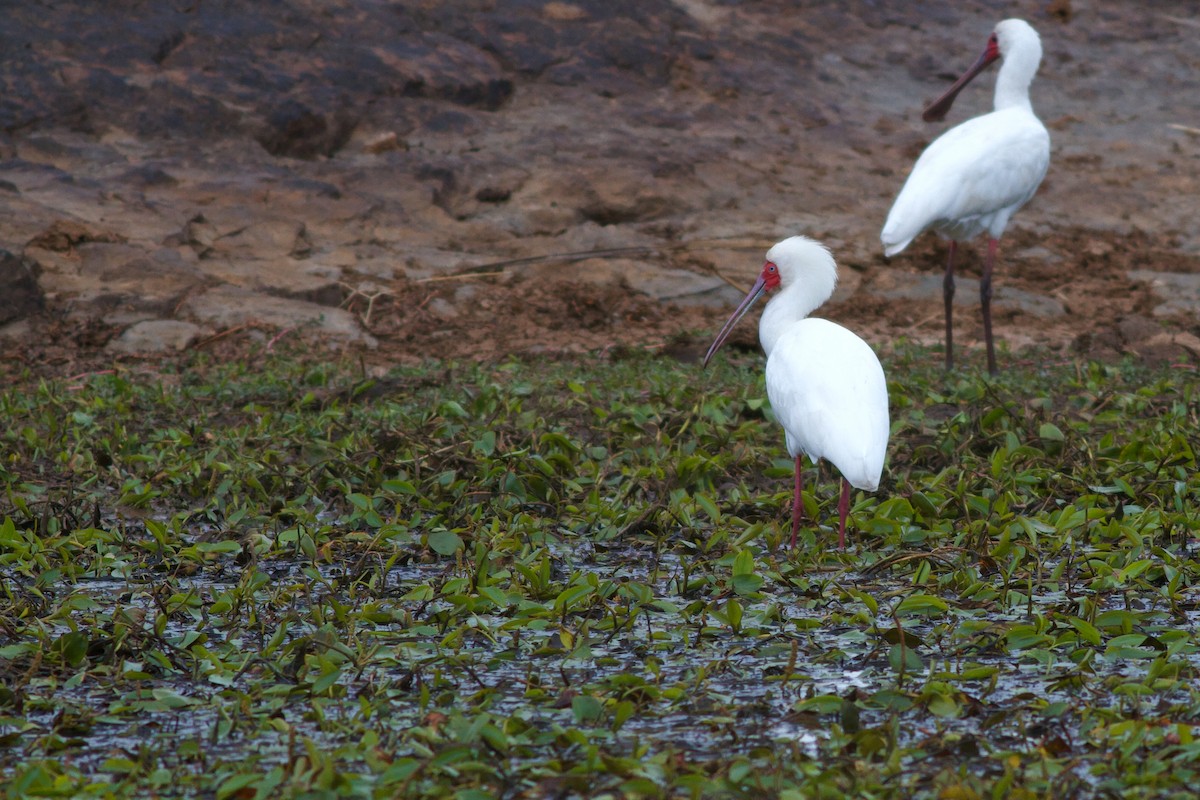 African Spoonbill - ML138693351