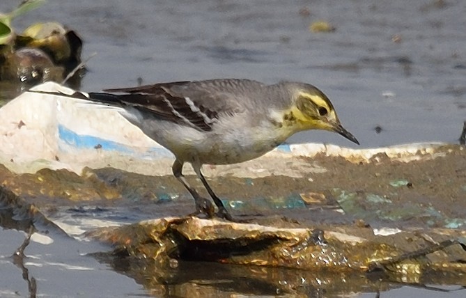 Citrine Wagtail - anup kokil