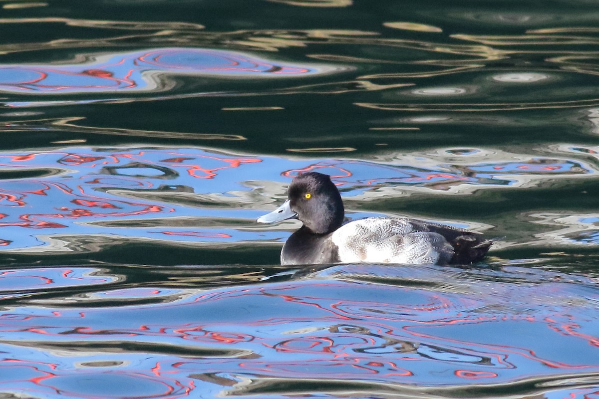 Lesser Scaup - ML138695531