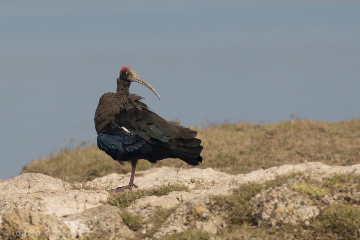 Red-naped Ibis - Tom Johnson