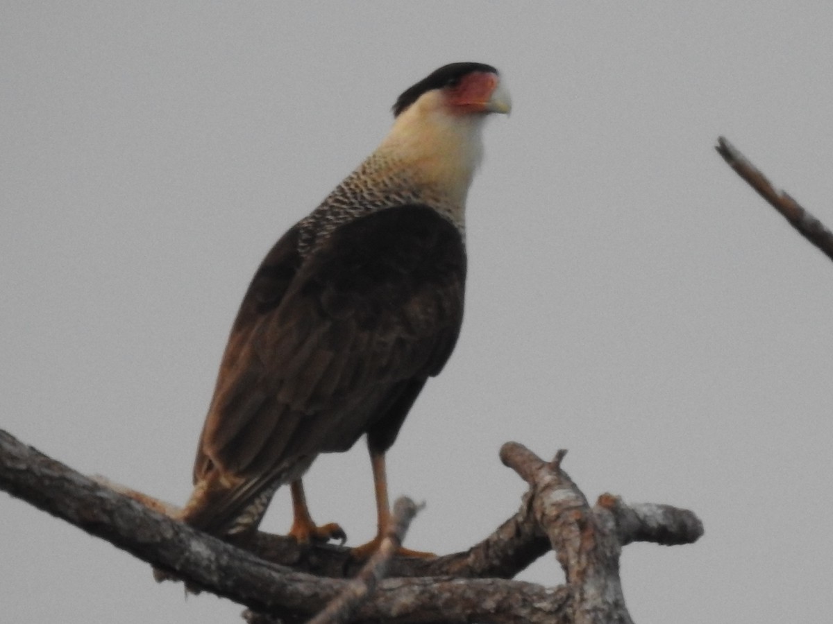 Caracara Carancho (norteño) - ML138697821