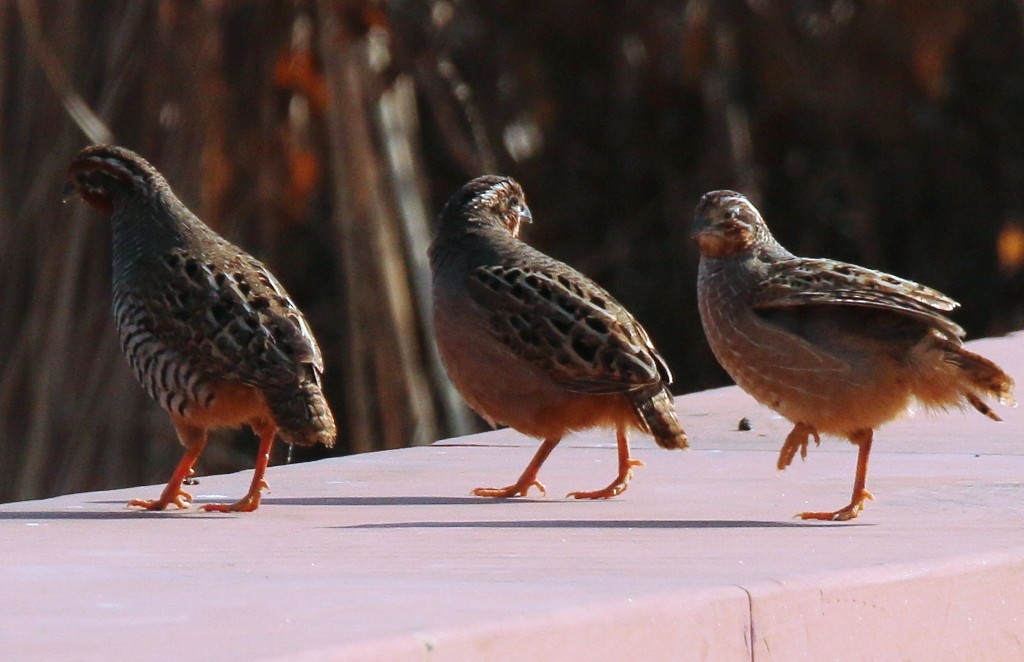 Jungle Bush-Quail - ML138698301