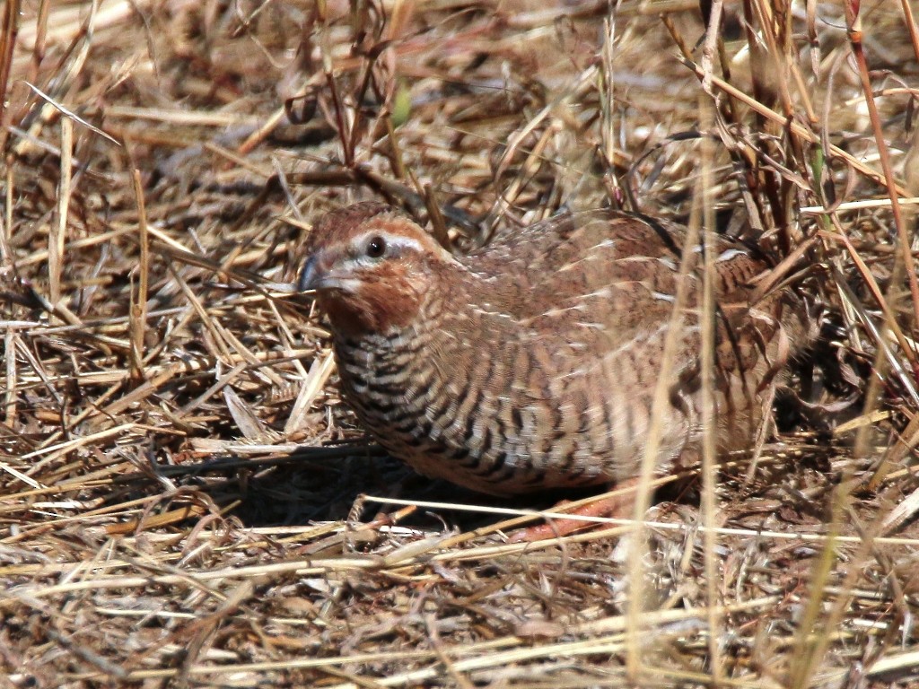 Rock Bush-Quail - ML138698381