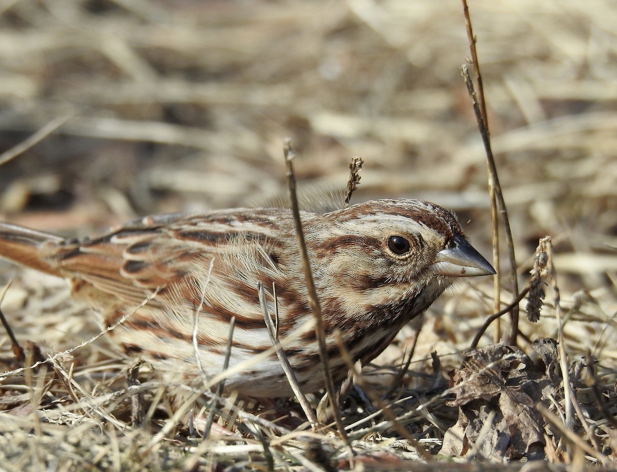 Song Sparrow - Weston Barker