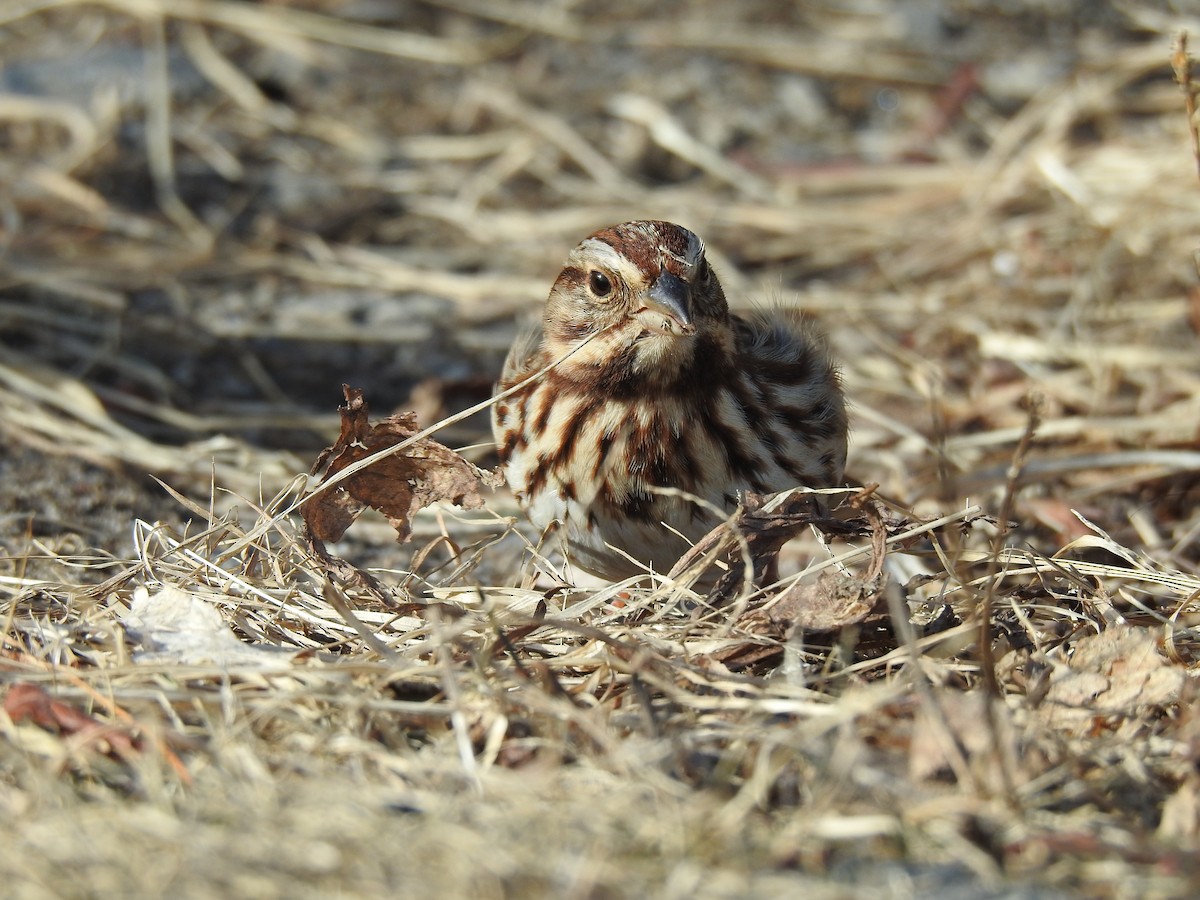 Song Sparrow - Weston Barker