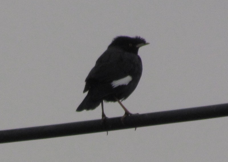 Crested Myna - ML138698781