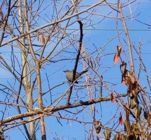 Gray Catbird - ML138699081