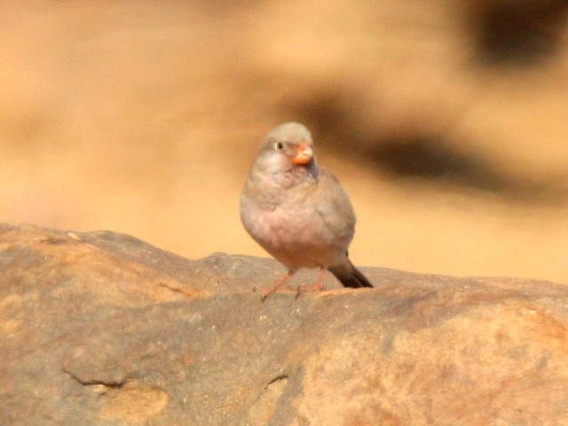 Trumpeter Finch - ML138699091