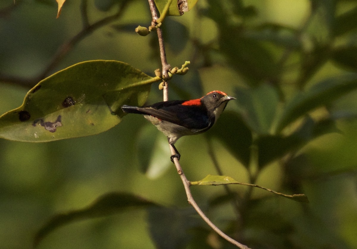 Scarlet-backed Flowerpecker - Dan Roth