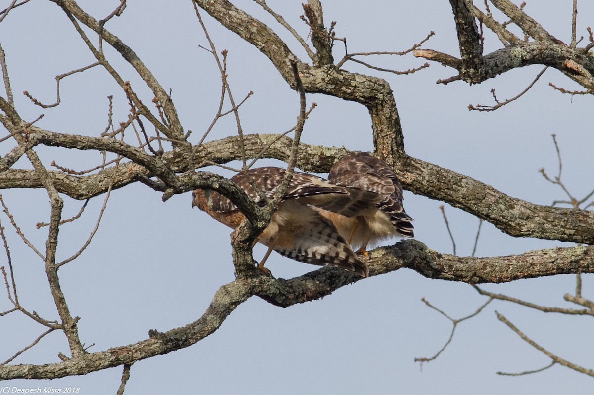 Red-shouldered Hawk - ML138699731