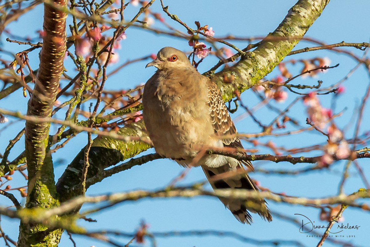 Oriental Turtle-Dove - ML138699961