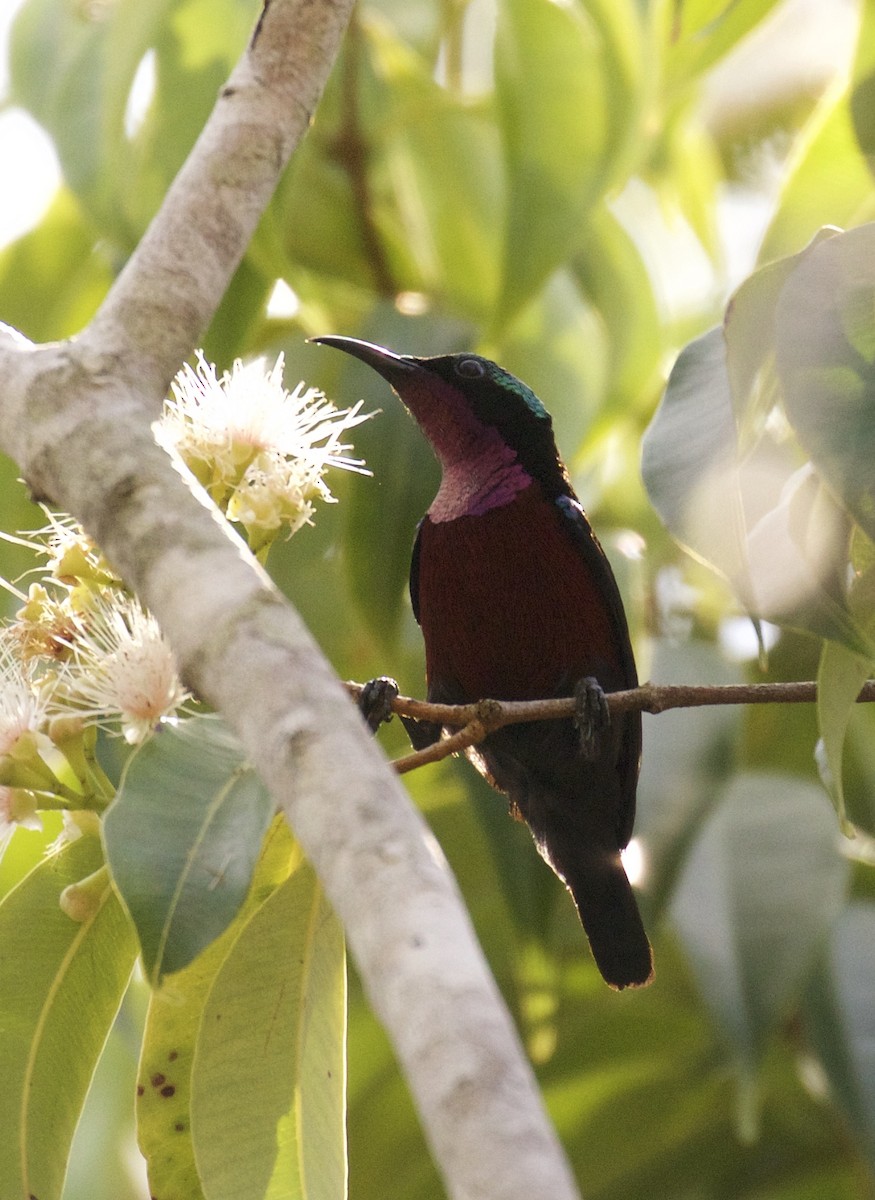 Van Hasselt's Sunbird - ML138700411