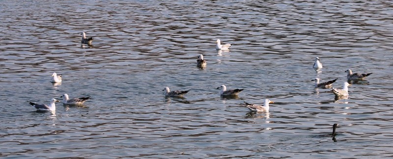 Pallas's Gull - ML138700911