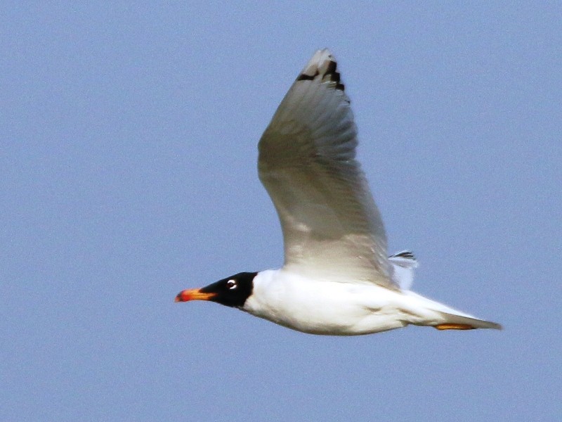 Pallas's Gull - ML138700921