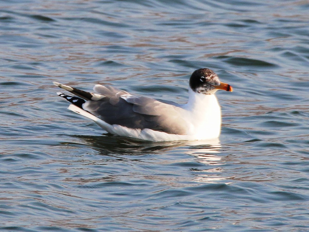 Pallas's Gull - ML138700941