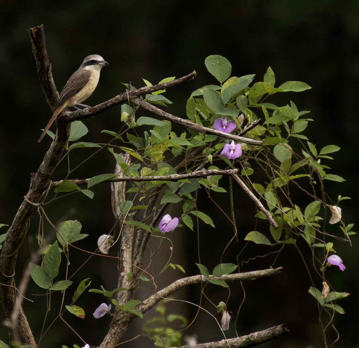 Brown Shrike - Dan Roth