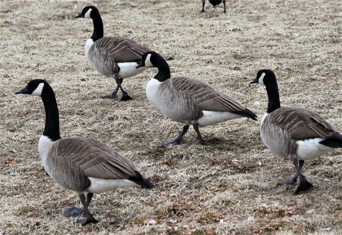 Canada Goose - ML138701431