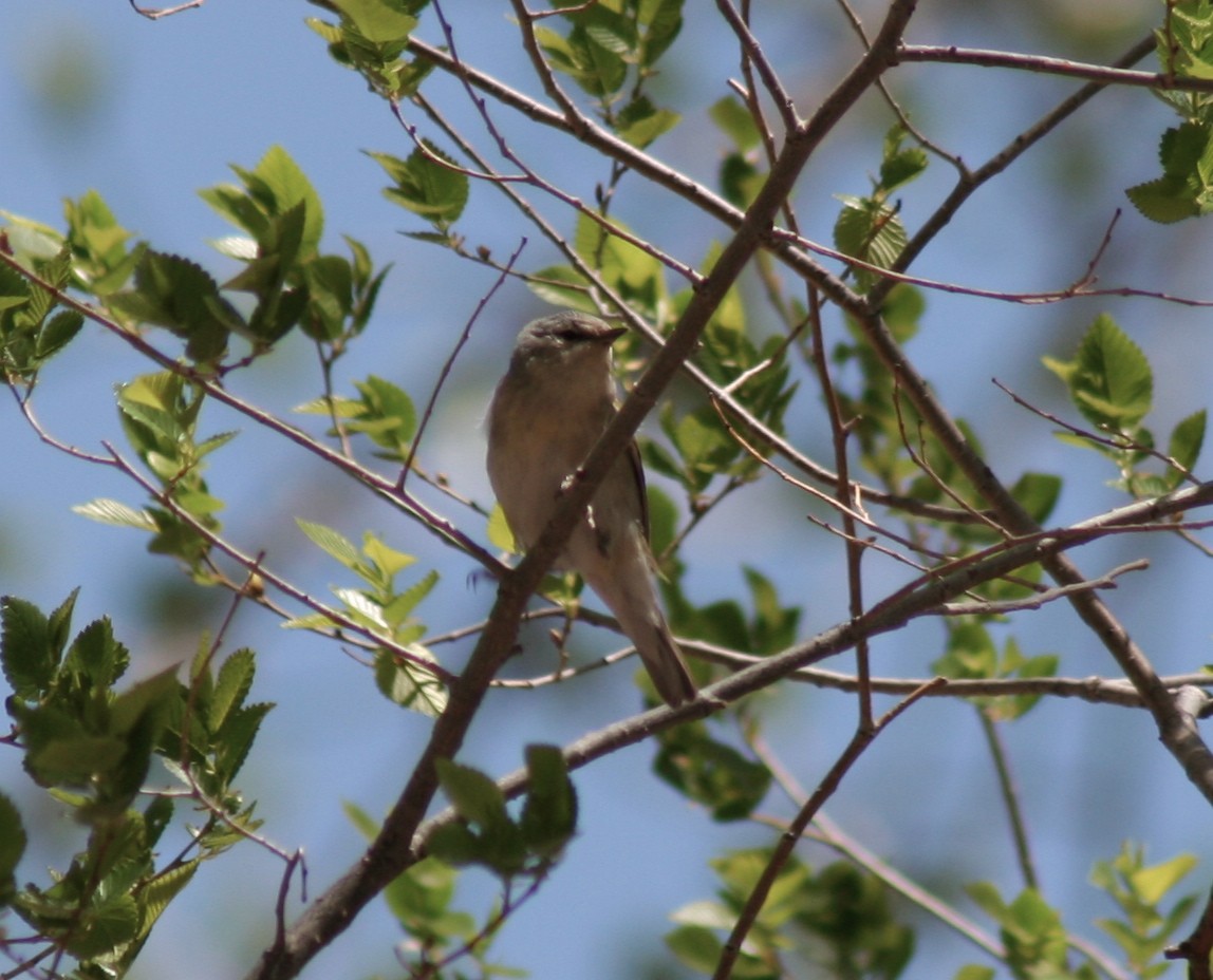 Tennessee Warbler - ML138701831