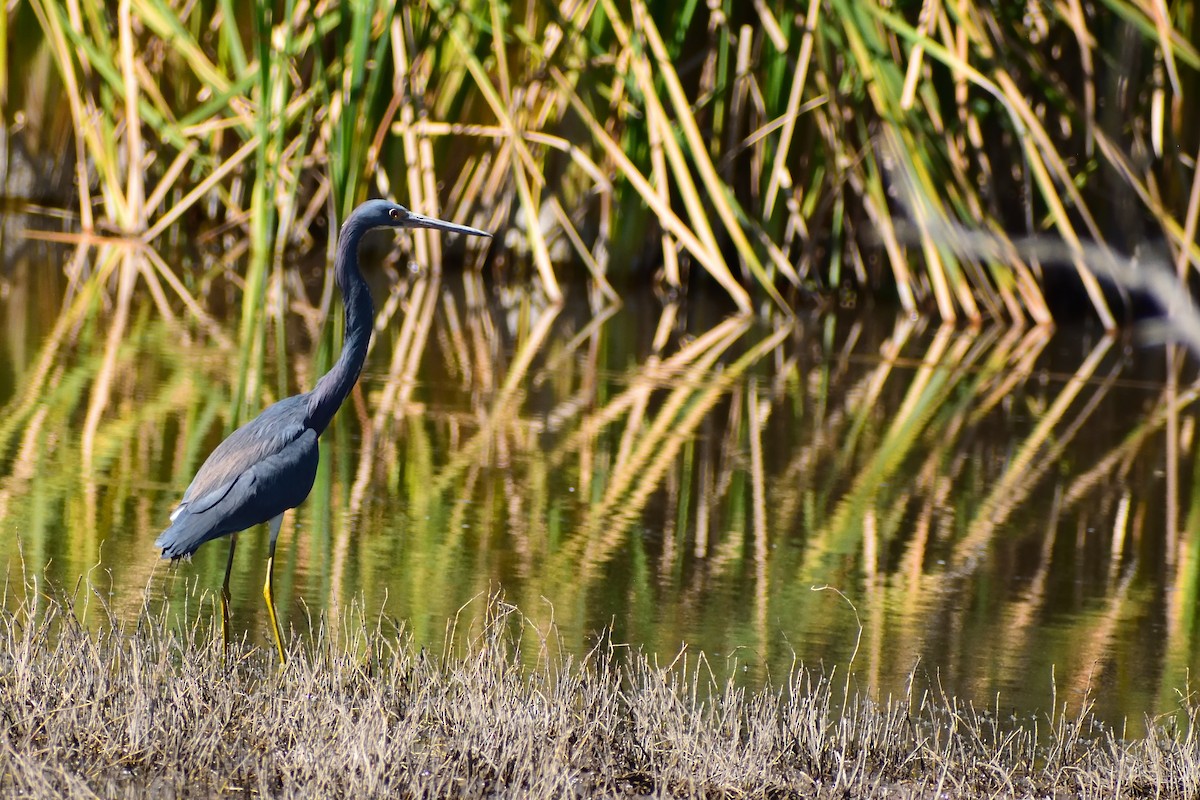 Tricolored Heron - ML138701941