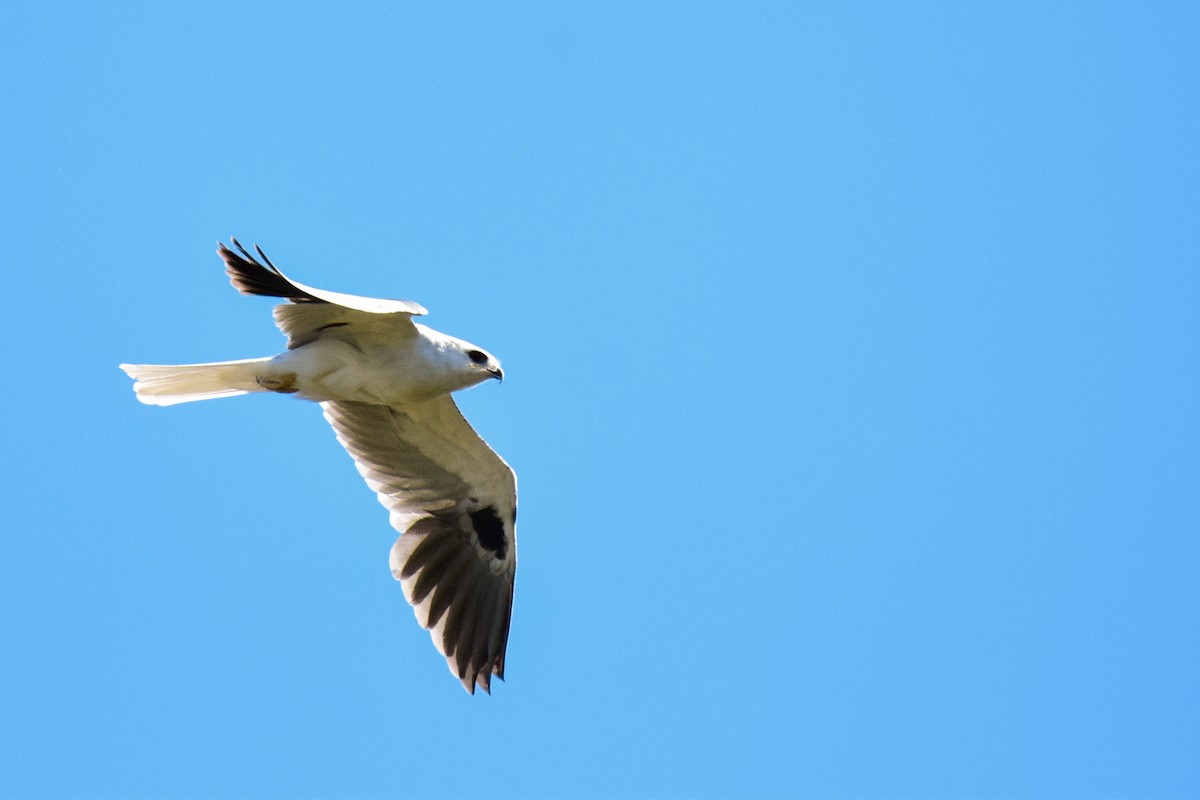 White-tailed Kite - Ricardo Arredondo