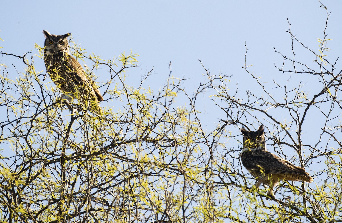 Great Horned Owl - ML138702291