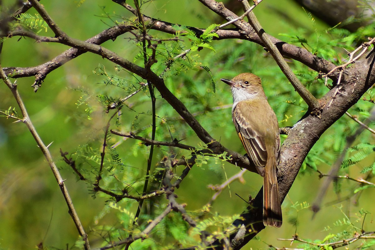 Ash-throated Flycatcher - ML138702431