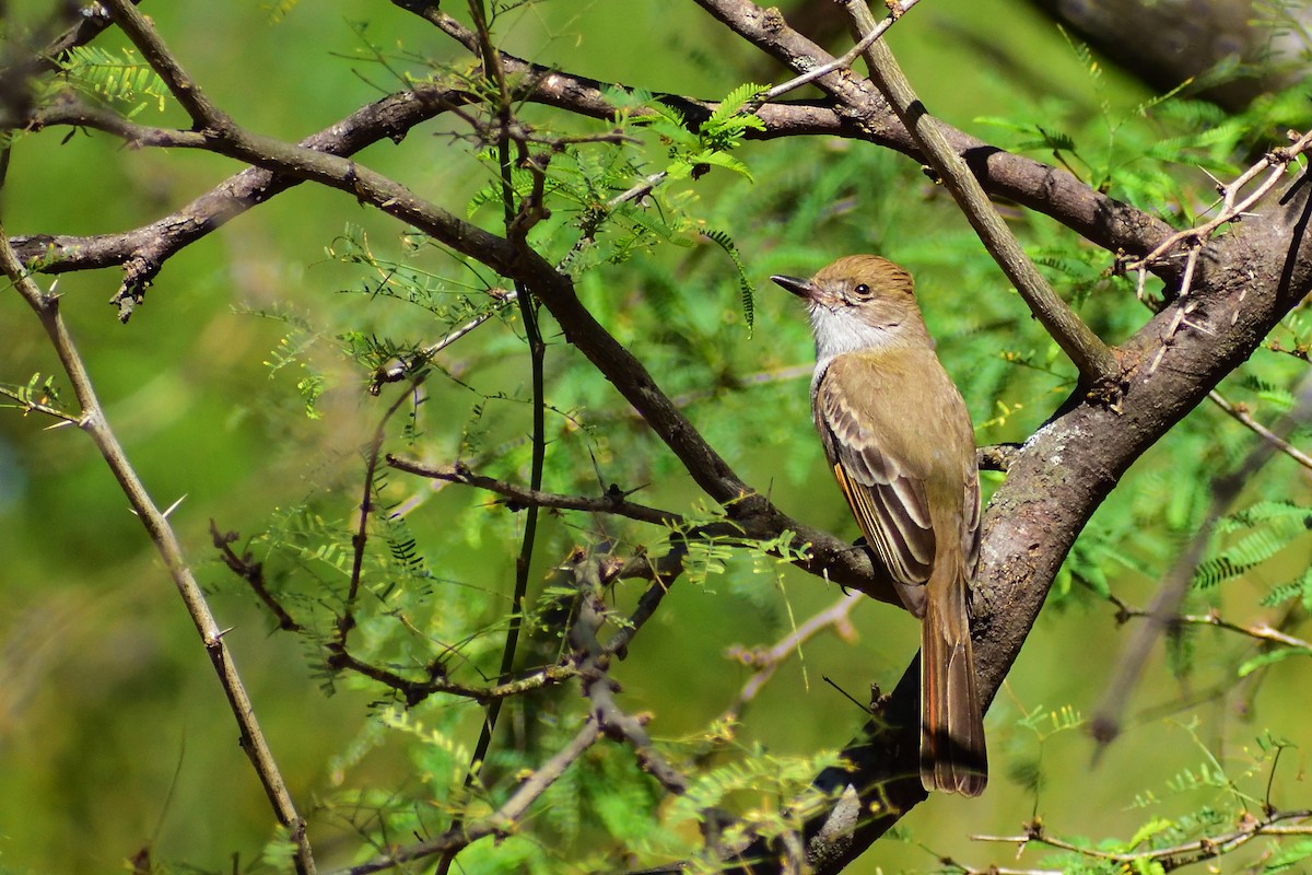 Ash-throated Flycatcher - Ricardo Arredondo