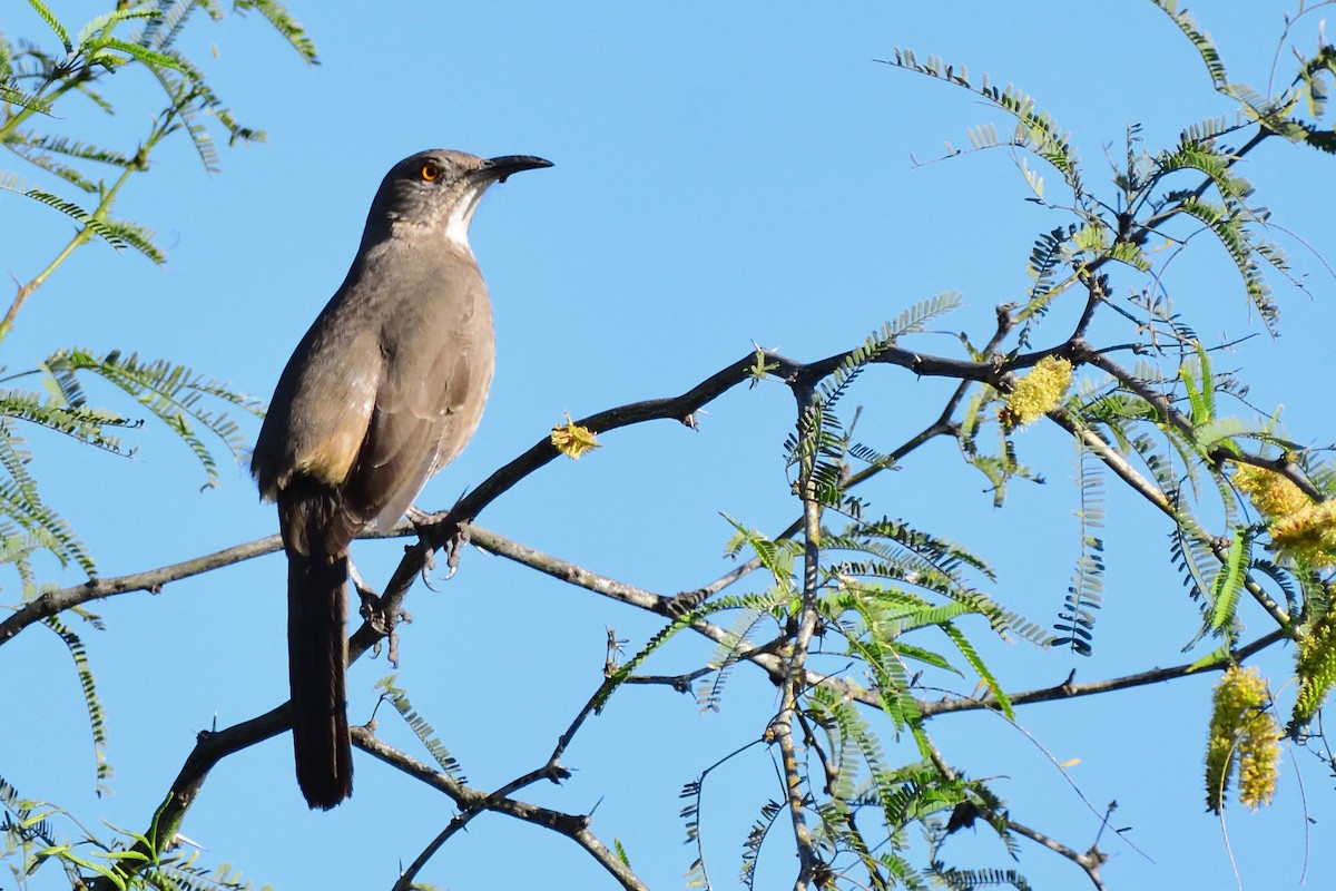Curve-billed Thrasher - ML138702441