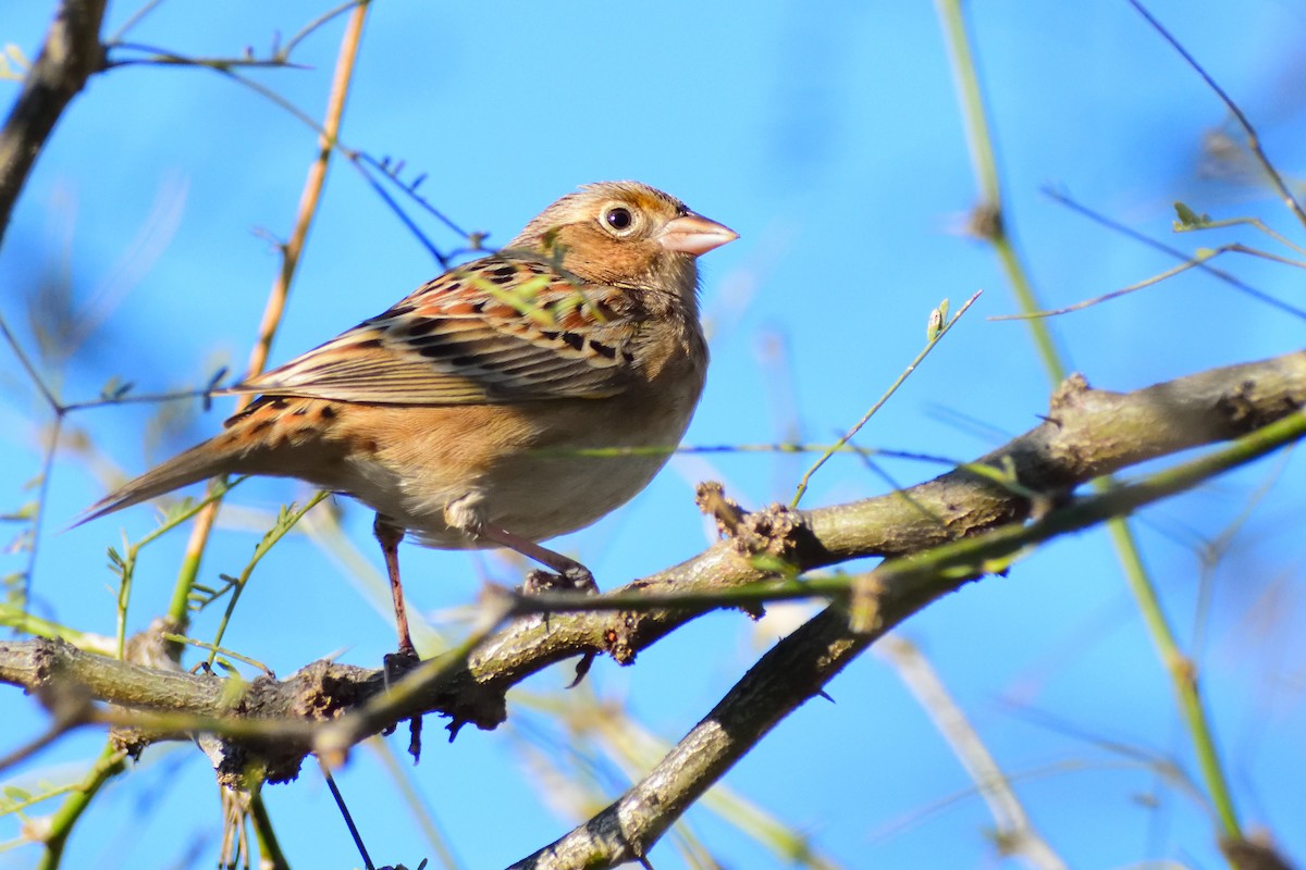 Grasshopper Sparrow - ML138702481