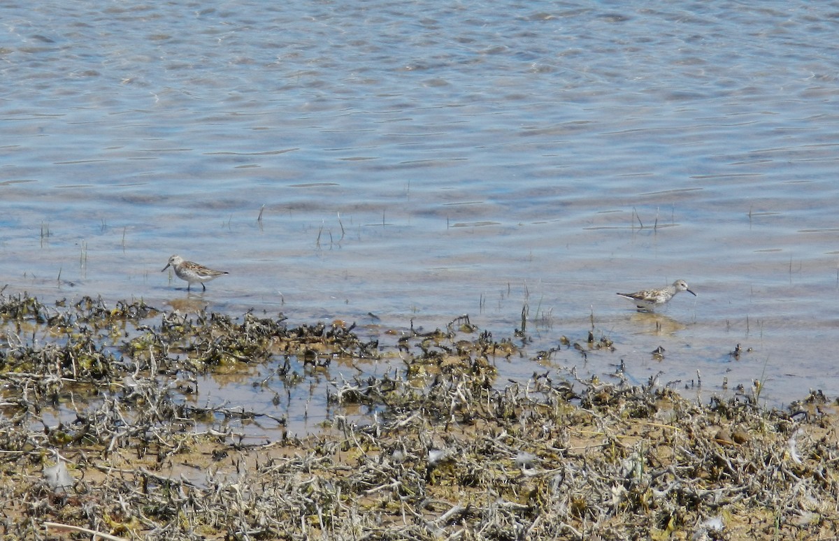 Bergstrandläufer - ML138703431