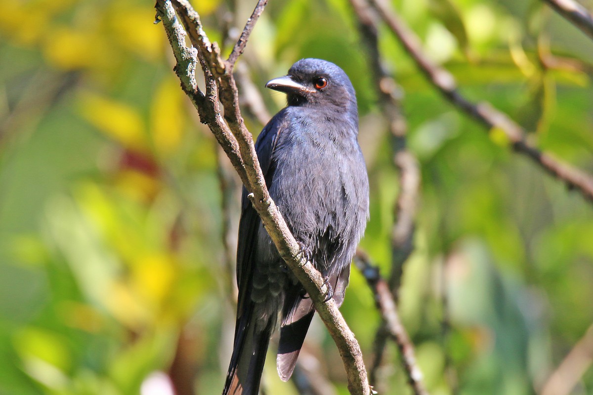 Kül Rengi Drongo - ML138705031