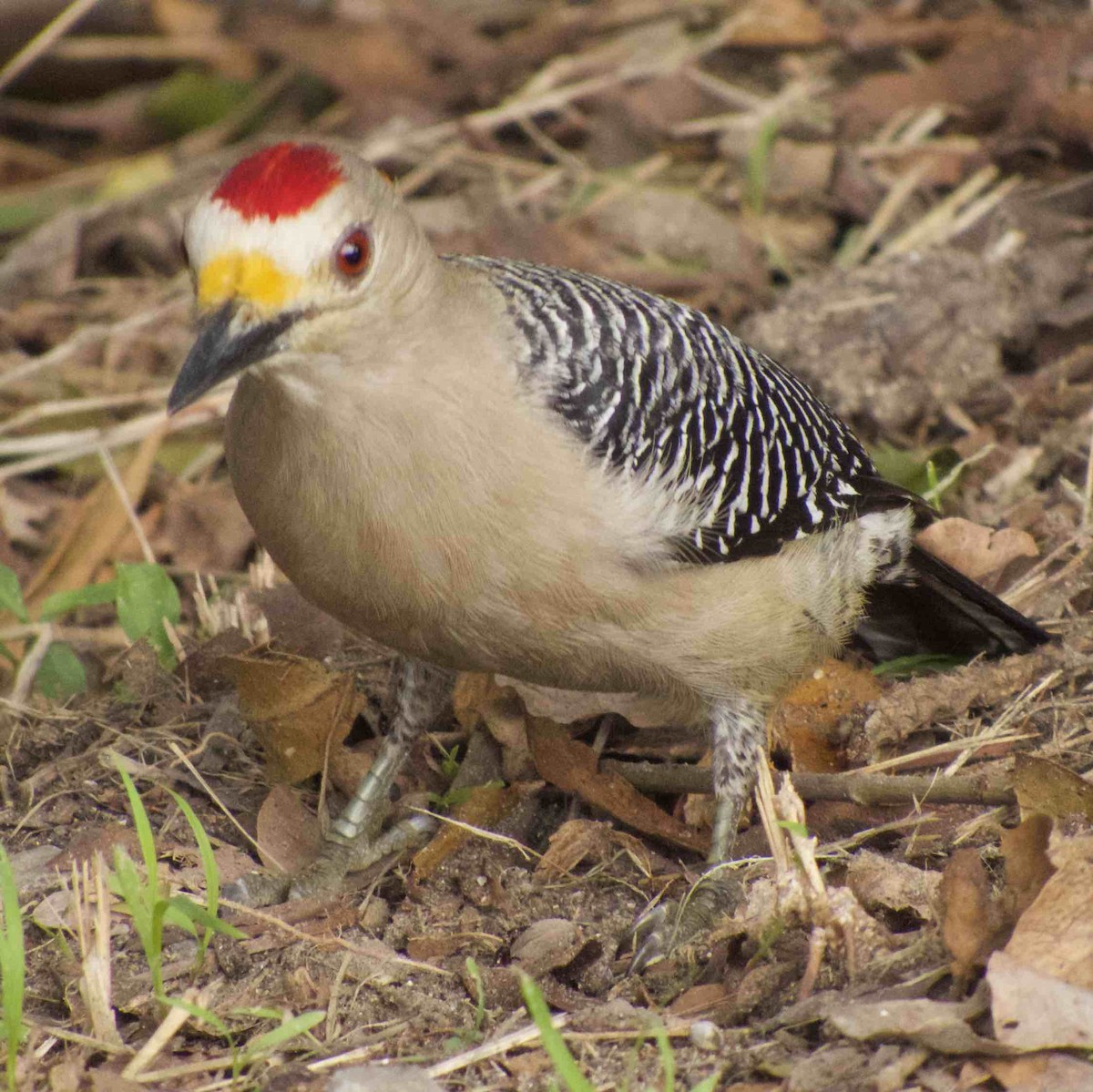 Golden-fronted Woodpecker - ML138705551