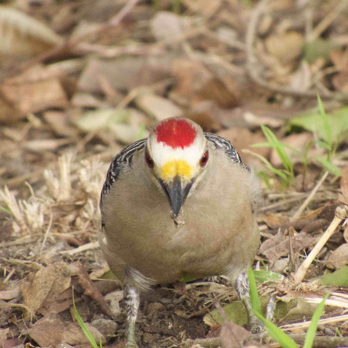 Golden-fronted Woodpecker - ML138705561