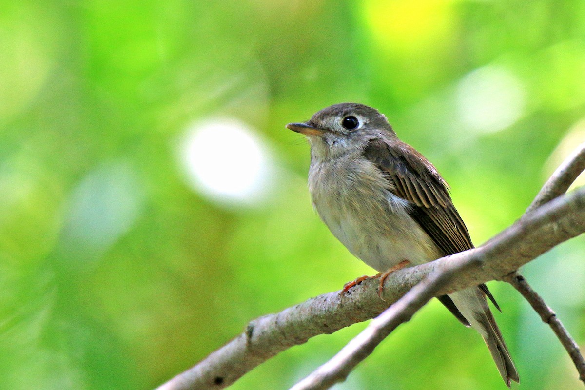 Brown-breasted Flycatcher - ML138705621