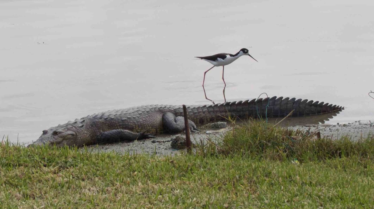 Black-necked Stilt - ML138705691