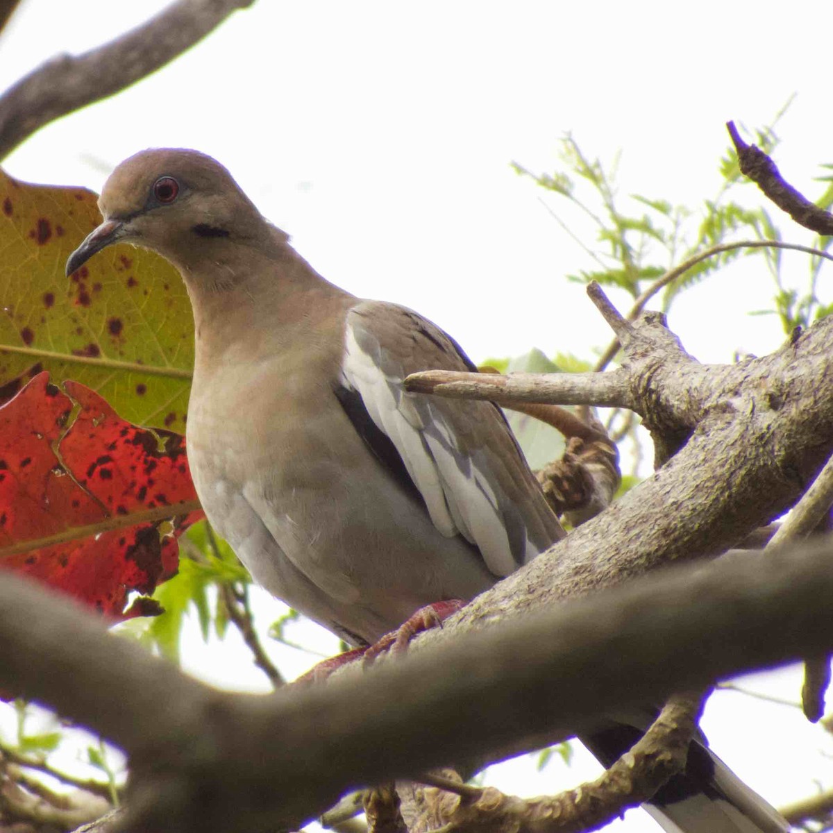 White-winged Dove - ML138705861