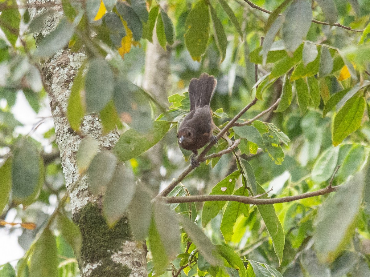 Silver-beaked Tanager - Carla Moura