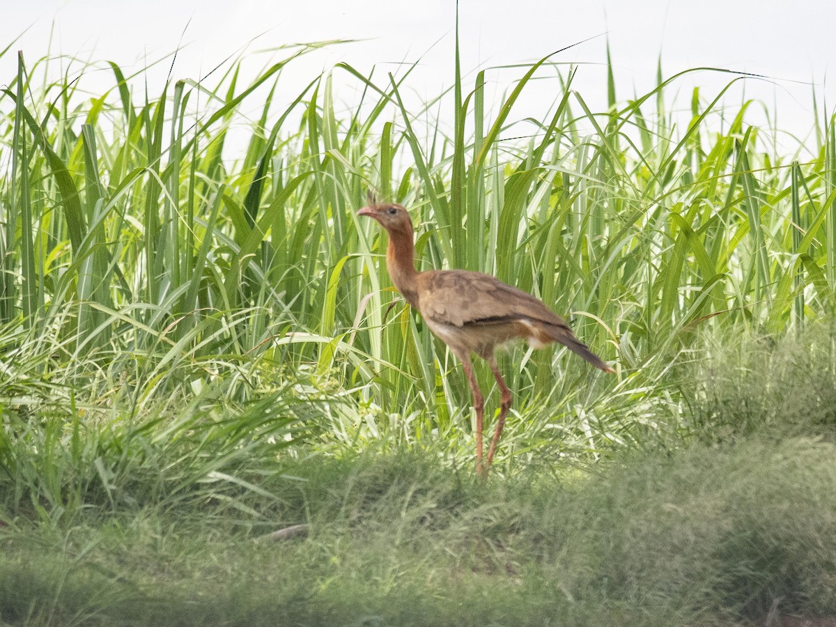 Red-legged Seriema - Carla Moura