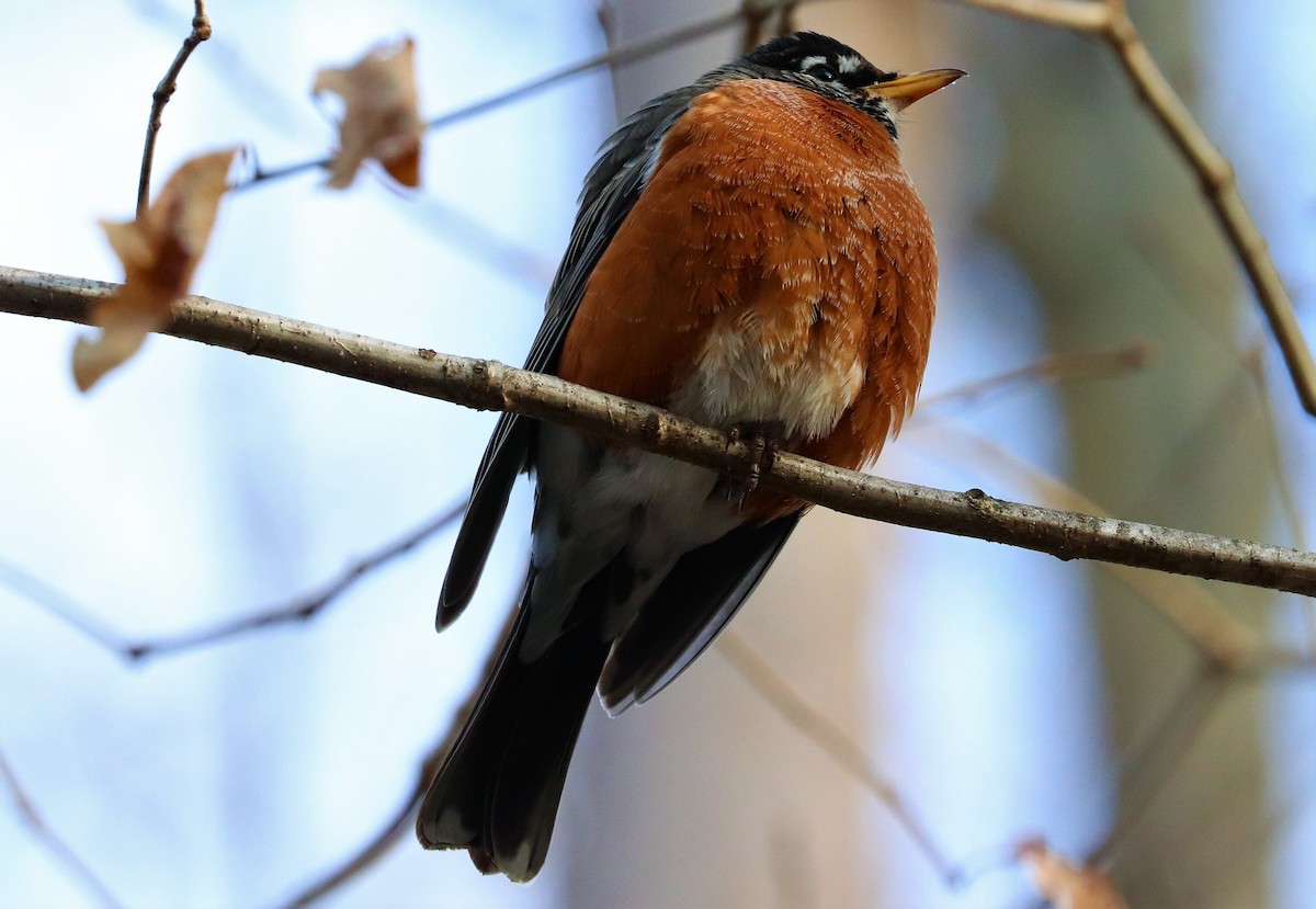 American Robin - ML138708961
