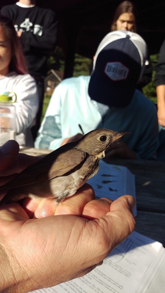 Gray-cheeked Thrush - ML138709071