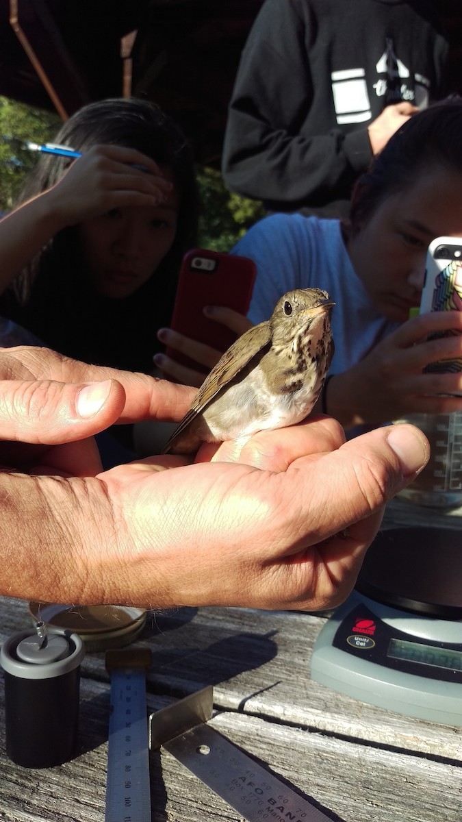Gray-cheeked Thrush - ML138710071