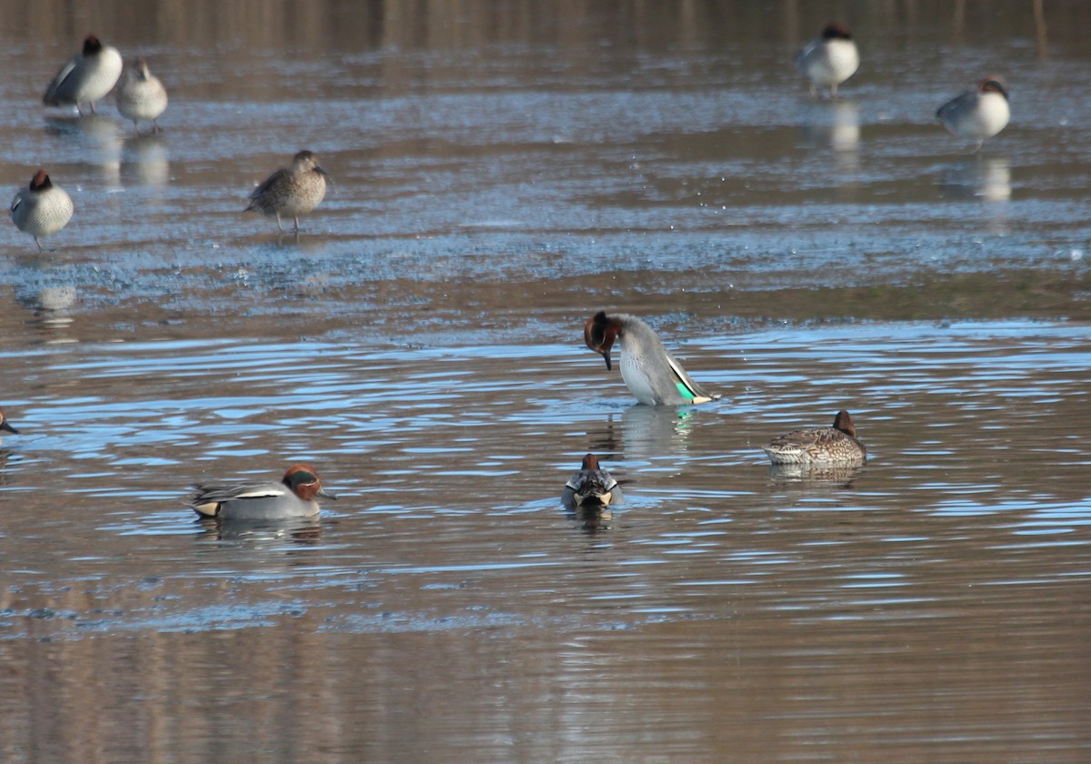 Green-winged Teal (Eurasian) - ML138710281