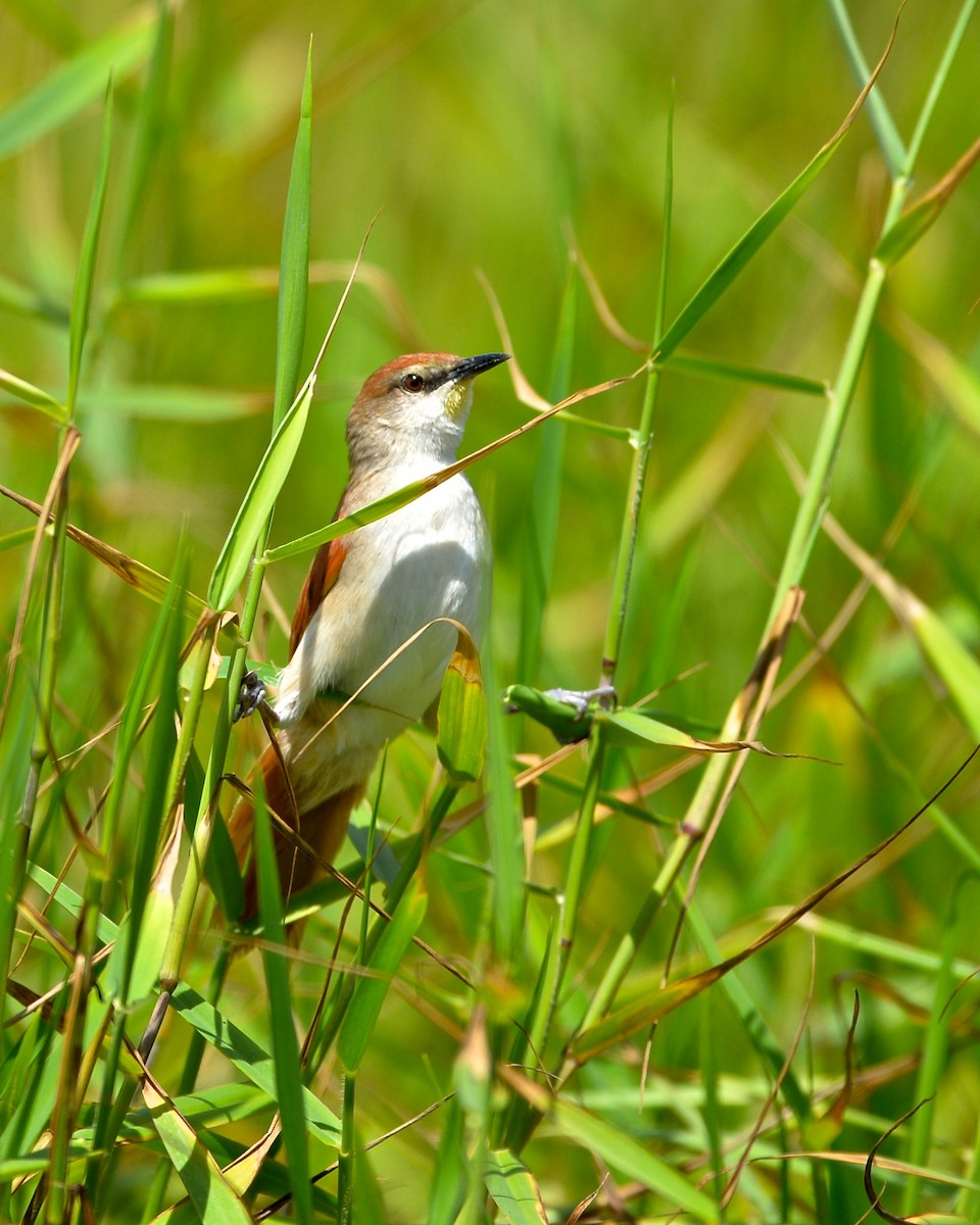 Yellow-chinned Spinetail - ML138710641