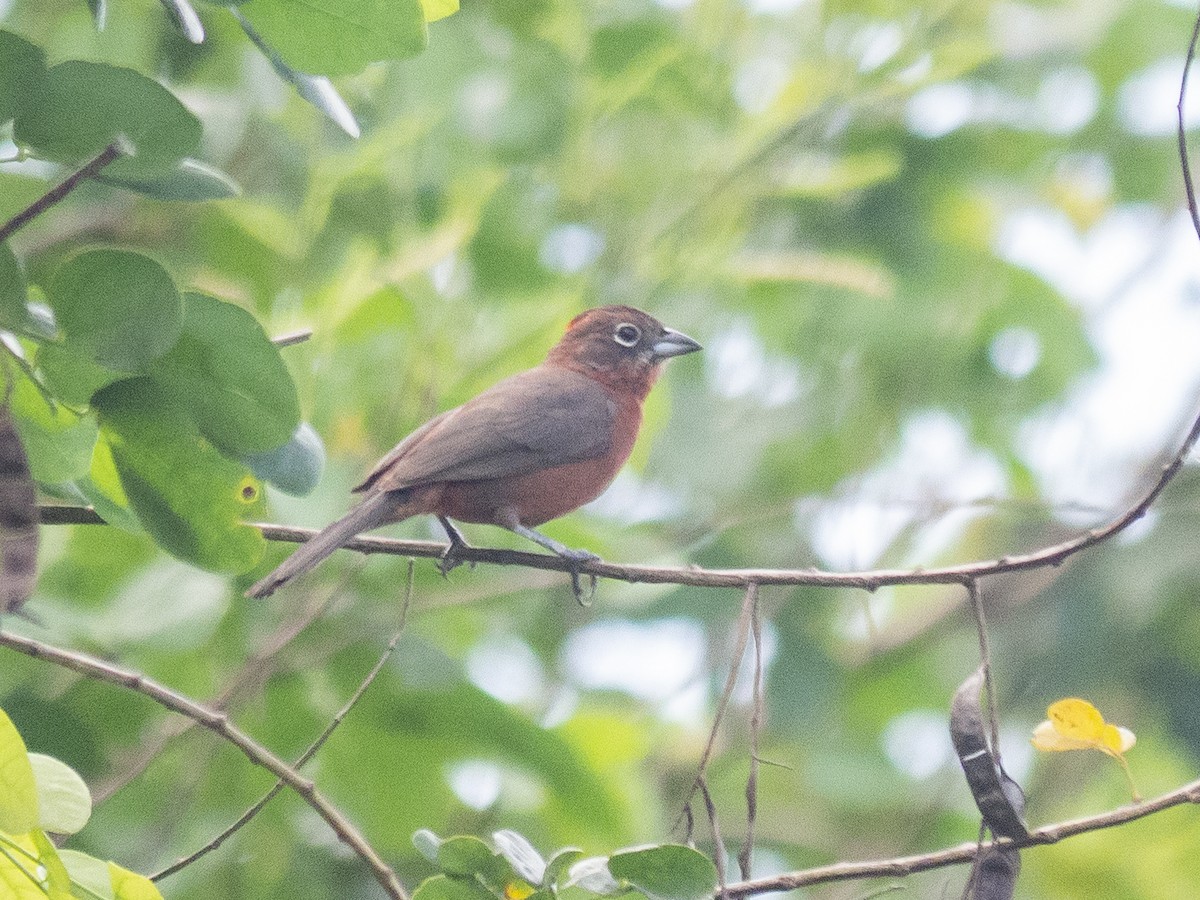 Red-crested Finch - ML138710651