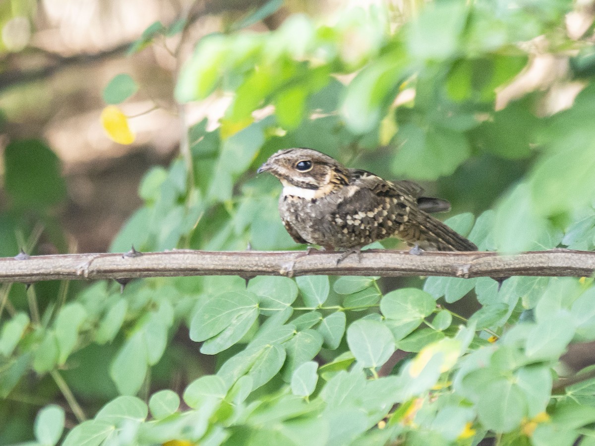 Little Nightjar - Carla Moura