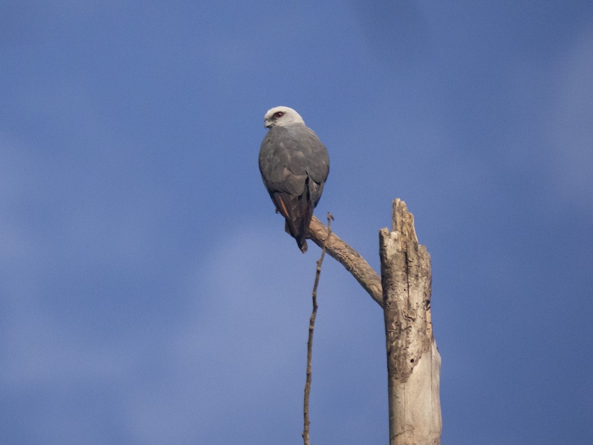 Plumbeous Kite - ML138711371